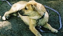 Dingo