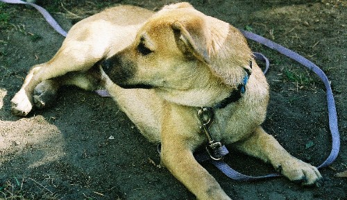 Dingo