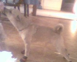 Dingo