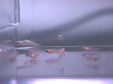 Day old platty