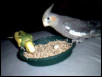 Ozzy('Tiel) Mr. Bibs (Am. Budgie)