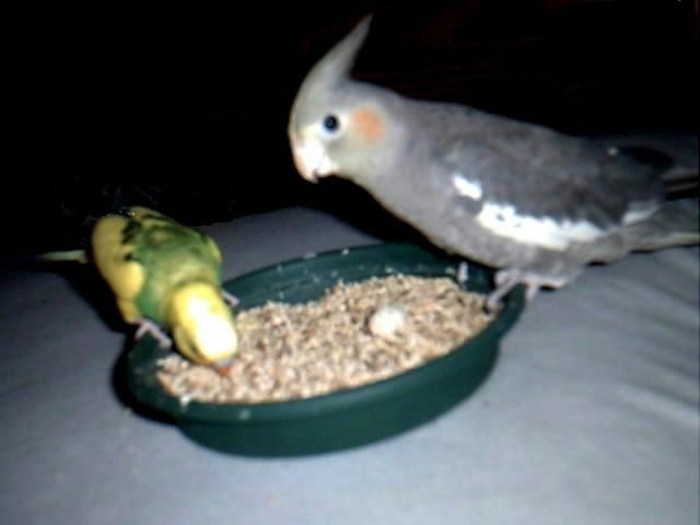 Ozzy('Tiel) Mr. Bibs (Am. Budgie)
