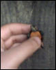 Painted turtle hatchling