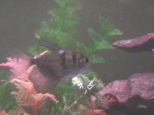 Black Skirt Tetra