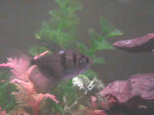 Black Skirt Tetra