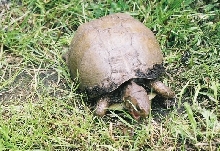 Three toe box turtle