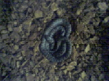 Axanthic