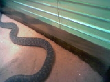 Speckled kingsnake or brooksi?