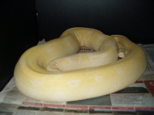 2007 Snow Boa