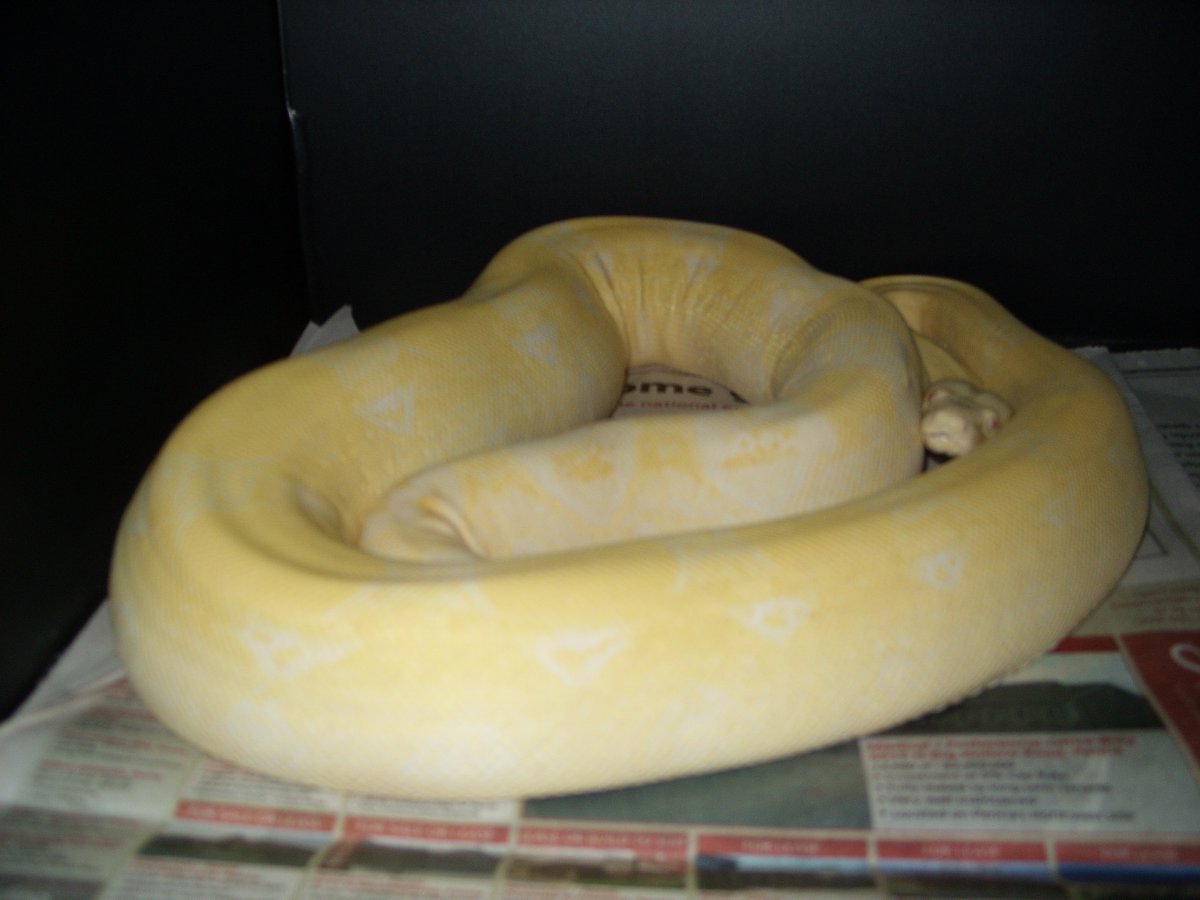 2007 Snow Boa