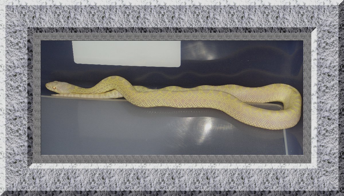 Lavender snow bull (axanthic albino)