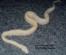 Snow Boa Female