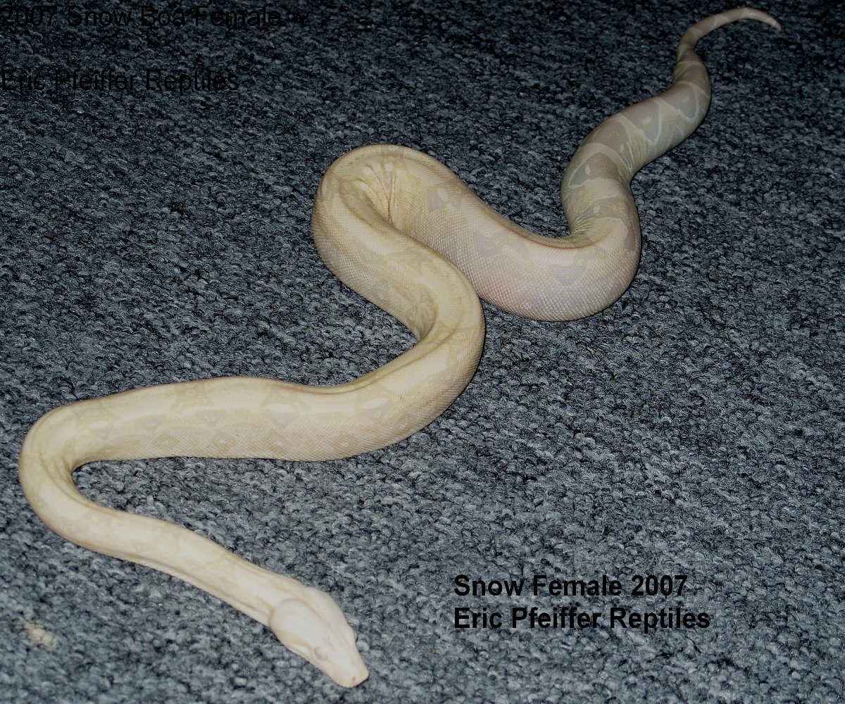 Snow Boa Female