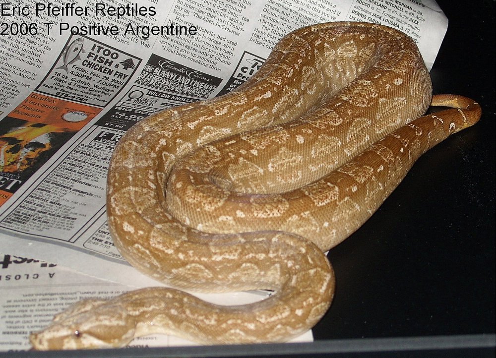 T positive Argentine Boas