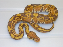 Ultramel male