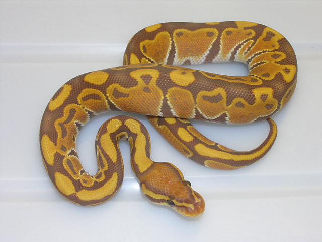 Ultramel male