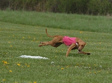 Emma coursing