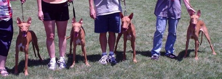 Emerald litter pups 2