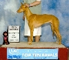 Arielle - UKC top 10 BOB