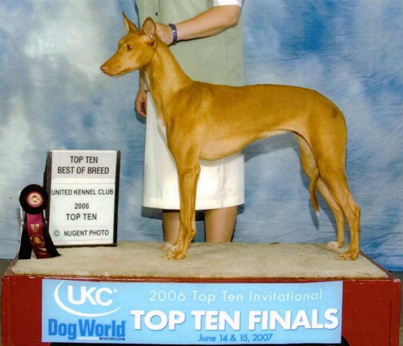 Arielle - UKC top 10 BOB
