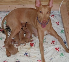 Emma & her puppies