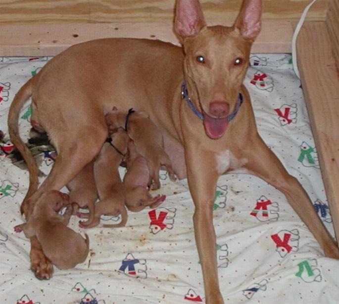 Emma & her puppies