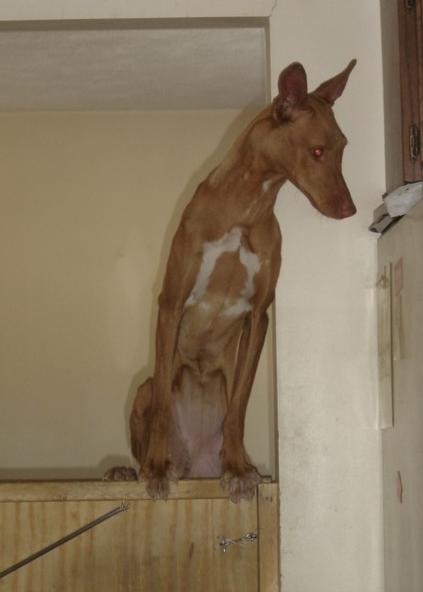 Portia the gymnast