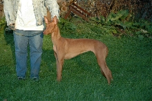 Venus' Best of Breed photo