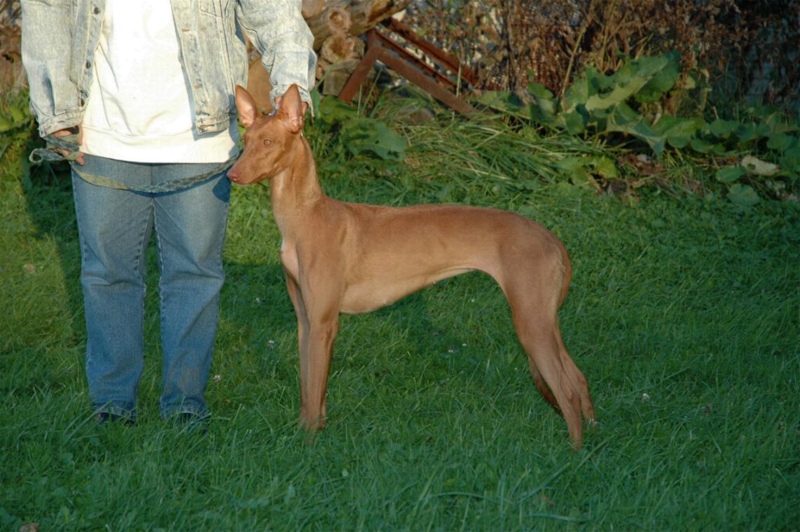 Venus' Best of Breed photo