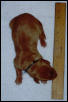 Puppy #1 - Blue boy