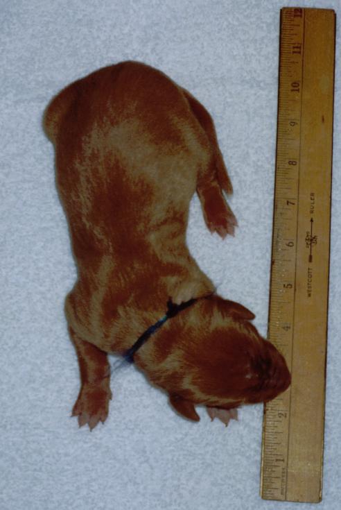 Puppy #1 - Blue boy