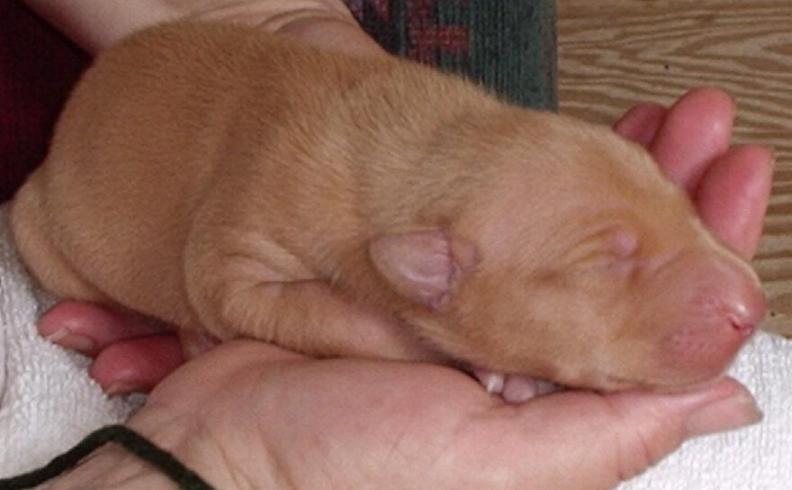 green string girl 5 days old