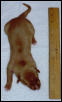 Puppy #4 - Pink girl