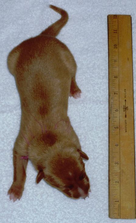 Puppy #4 - Pink girl
