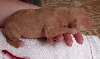 red string girl 5 days old