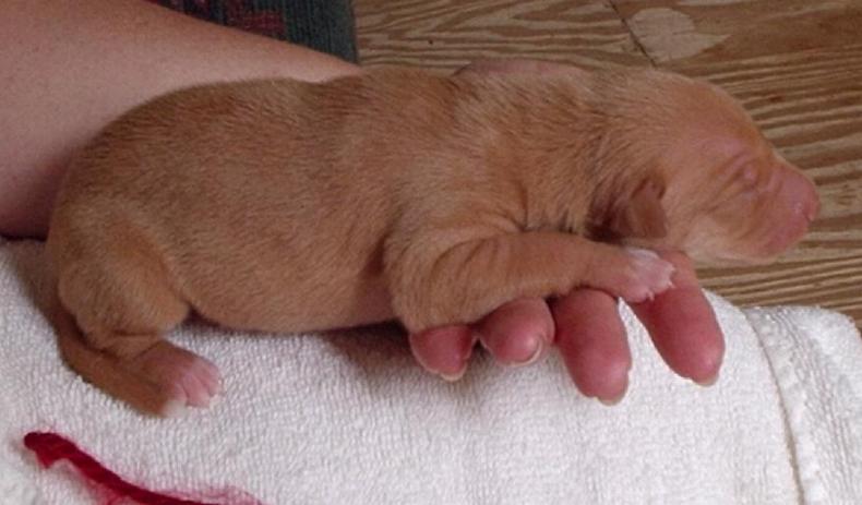 red string girl 5 days old