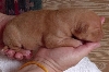 Yellow string girl 5 days old