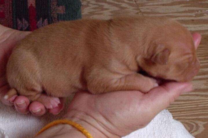 Yellow string girl 5 days old
