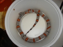 grey banded