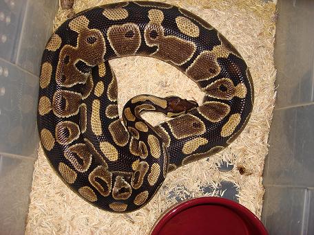 High Gold female gravid