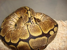 Male spider ball