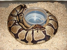 Gravid female
