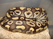Male Mojave