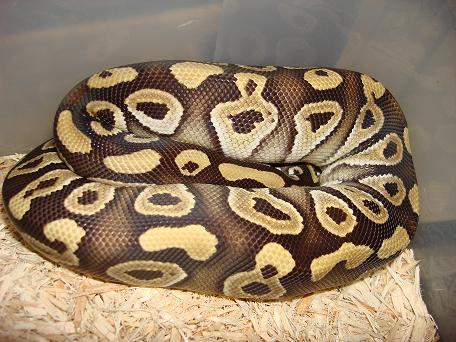 Male Mojave