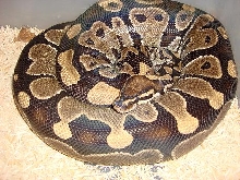 Another Gravid girl bred by pastel