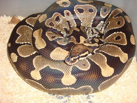 Another Gravid girl bred by pastel