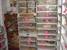 Ball python breeding room