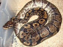 Gravid female starting to go on her back
