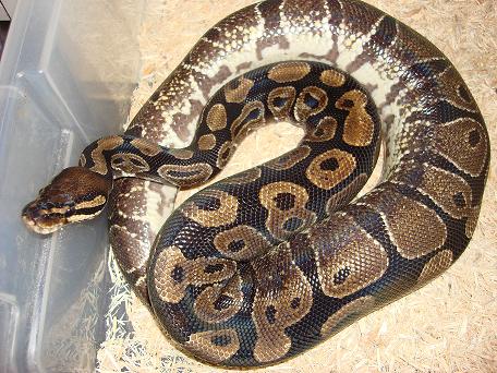 Gravid female starting to go on her back