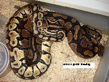 Pastel breeding